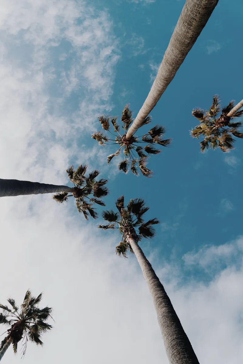 Tall palm trees against a bright blue sky