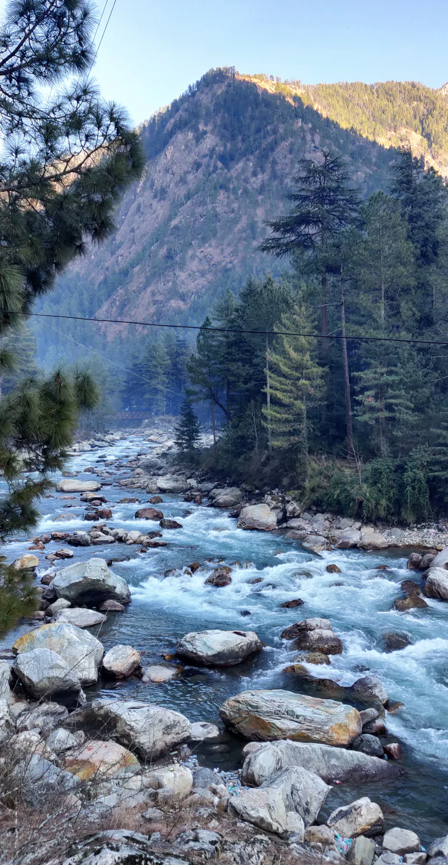 A clear mountain river running through pine forest in Himachal Pradesh